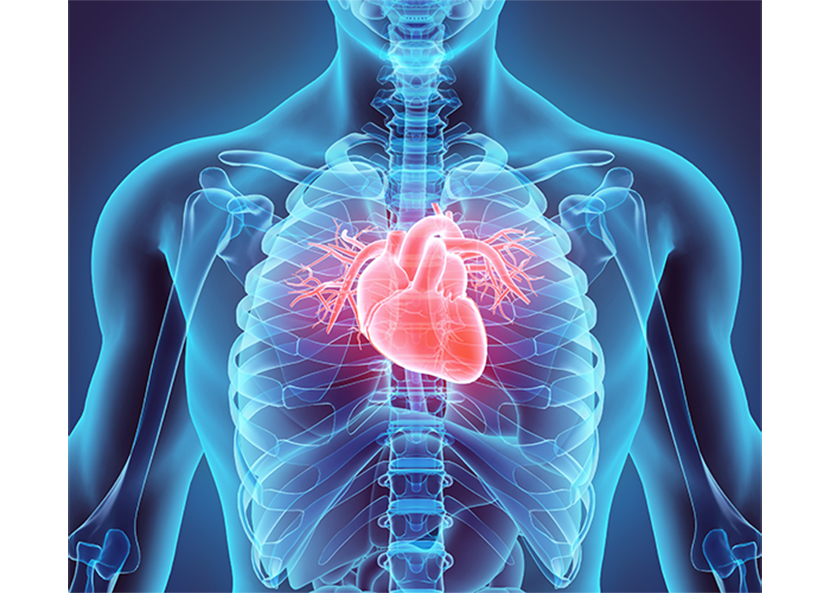 human heart- hardest working human muscle