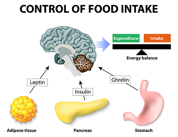 control of food intake and appetite regulation