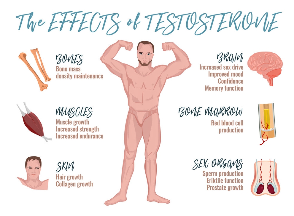 Testosterone effects